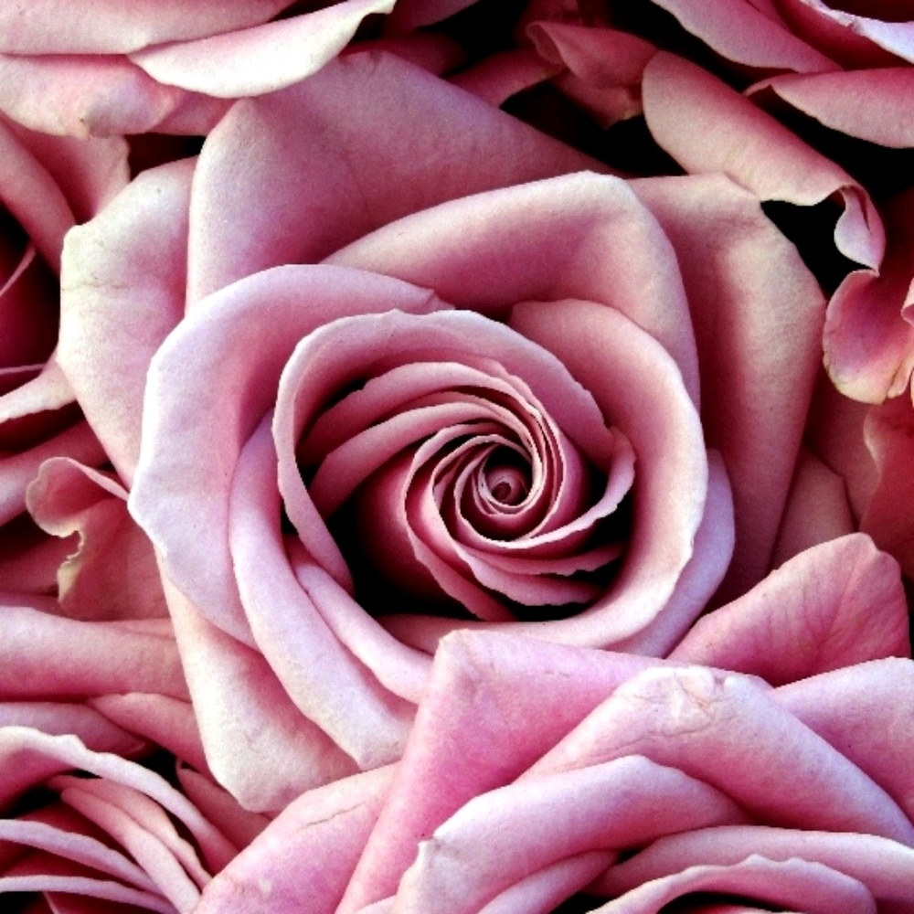 Meet your Posher, Rosalinda